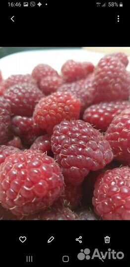 Саженцы ремонтантной малины