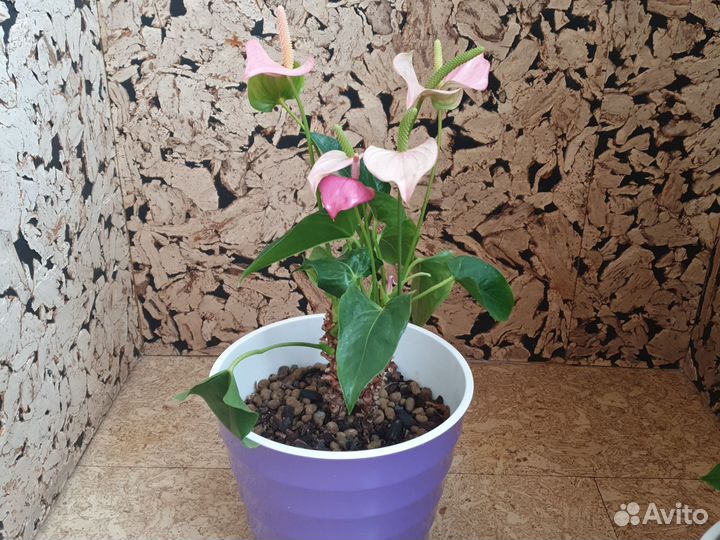 Антуриум два взрослых растения