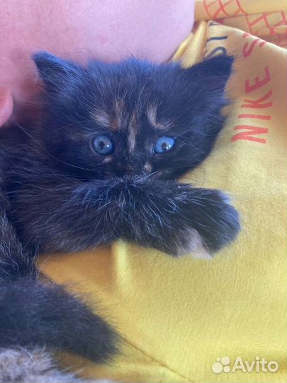 Кошка ласковая в добрые руки 1мес