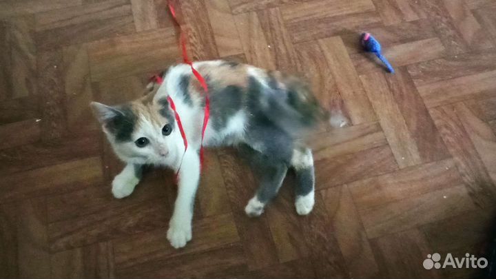 Кошки в добрые руки бесплатно