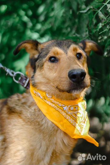 Очаровательный пёс Лобзик