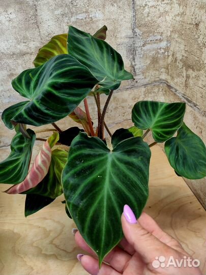 Филодендроны