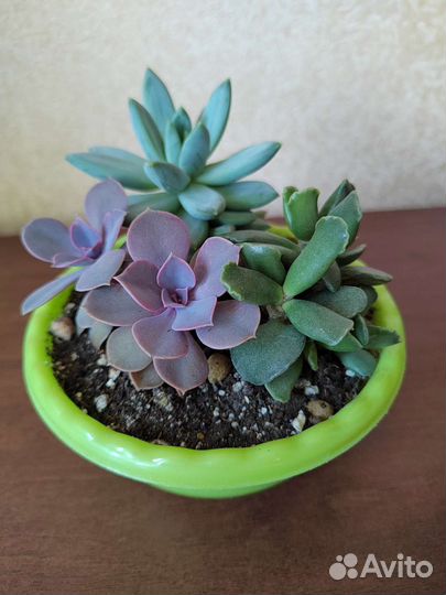 Суккуленты