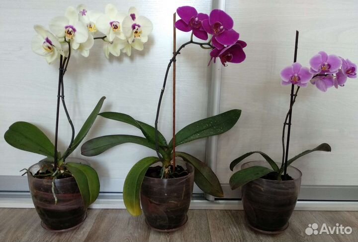 Орхидея