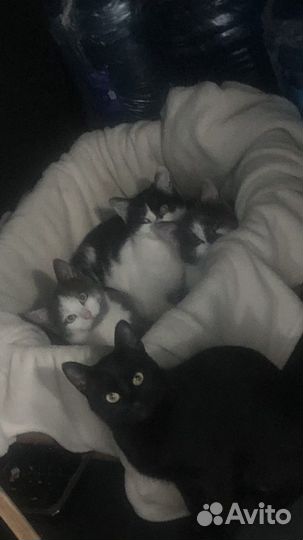 Котята в добрые руки
