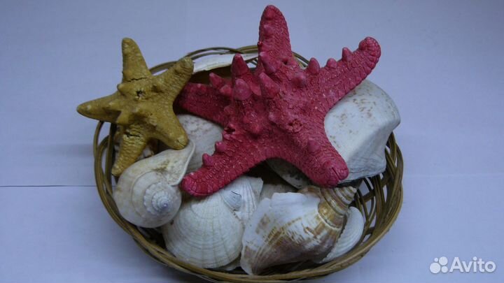 Морские ракушки (декор)