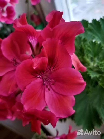 Пеларгонии