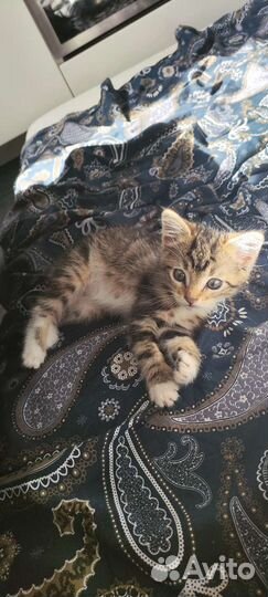 Котёнок девочка 2,5 месяца