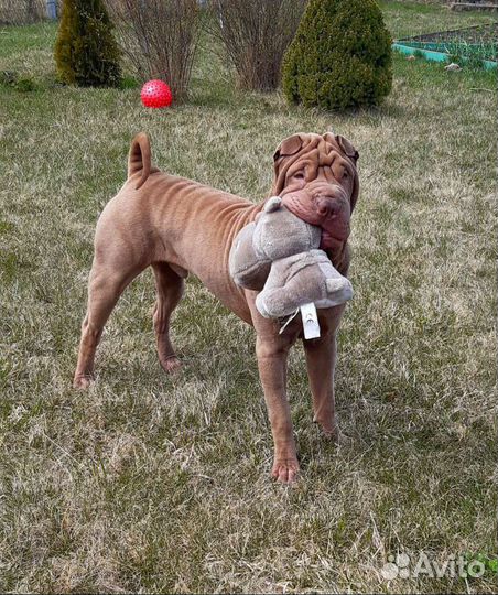 Шарпей вязка