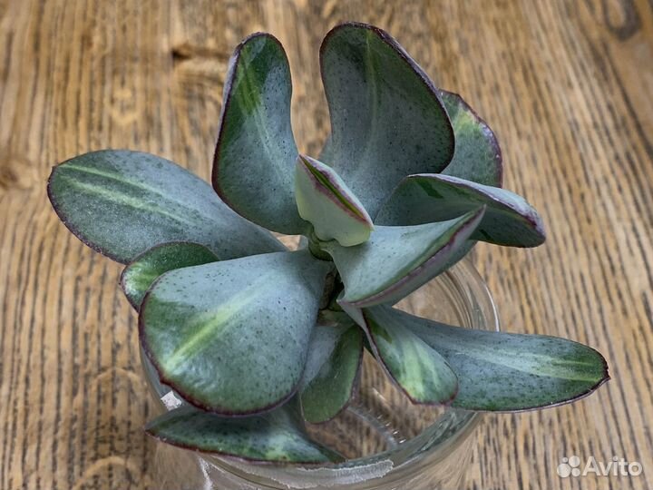 Крассула Блю Берд медиовариегатная