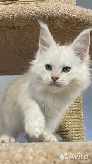 Мейн-кун мальчик