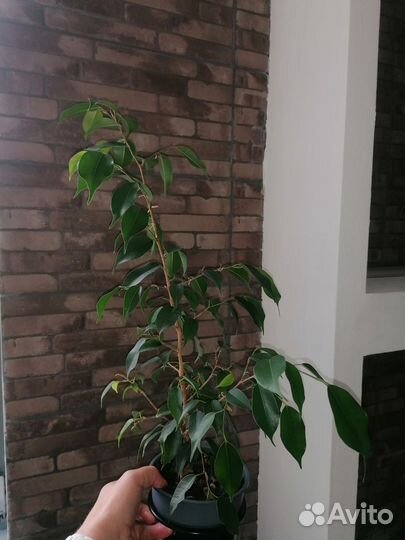 Фикус бенджамина