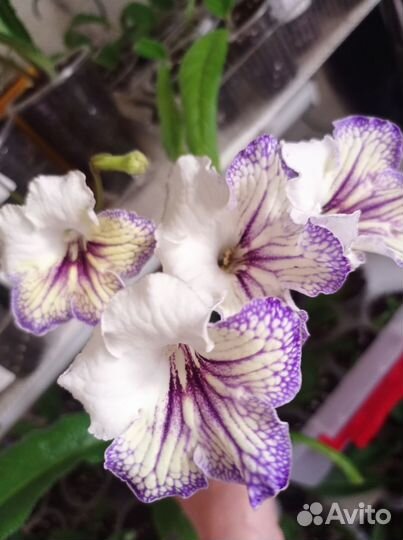 Стрептокарпус