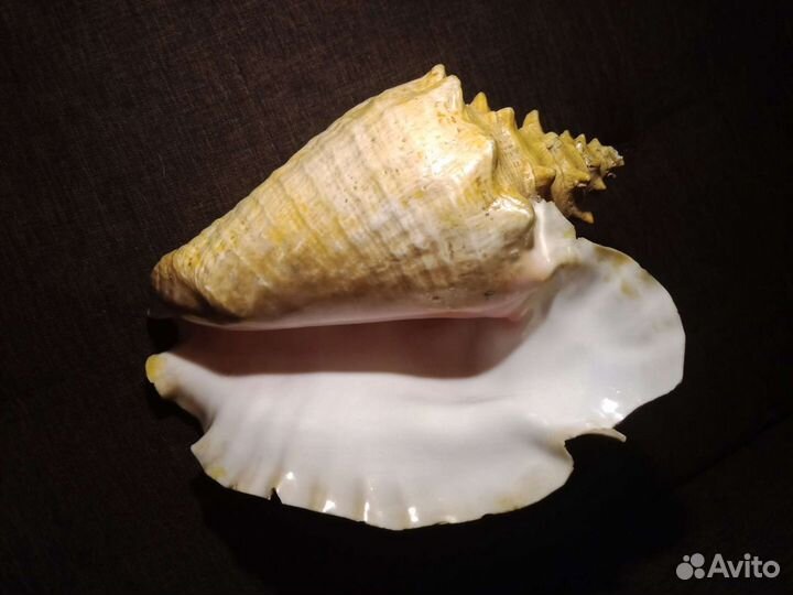 Большая огромная ракушка