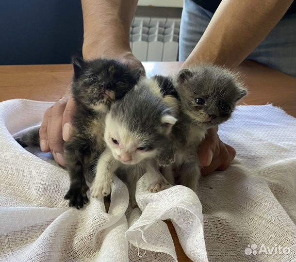 Отдадим котят