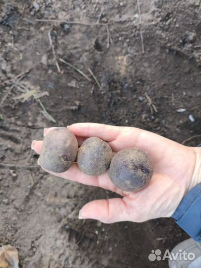 Картофель семена фиолетовый