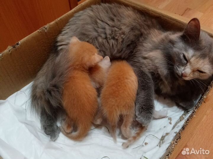 Котята в добрые руки