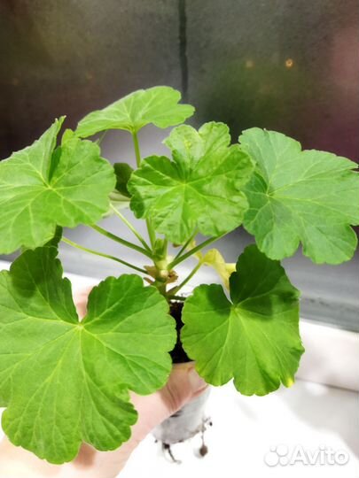 Пеларгония герань сортовая