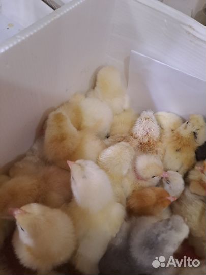 Цыплята несушки