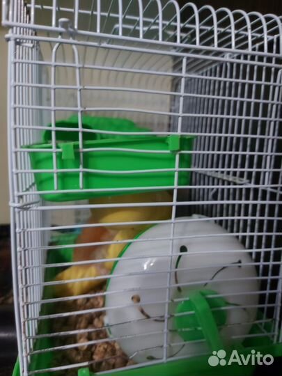 Сирийский хомяк с клеткой