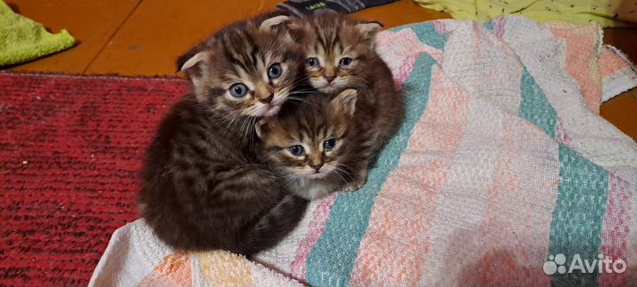 Шотландские вислоухие котята