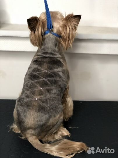 Стрижка собак Йорков - Собак Мелких пород на дому