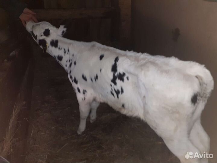 Бычек,тёлка