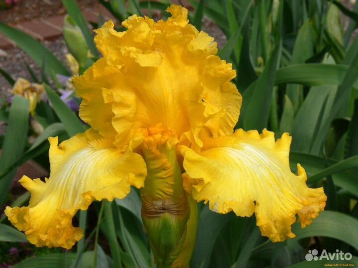 Ирис махровый