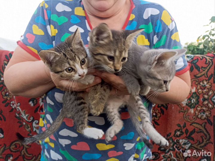 Кошки в добрые руки бесплатно