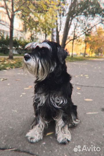 Передержка собак/кошек/грызунов/птиц