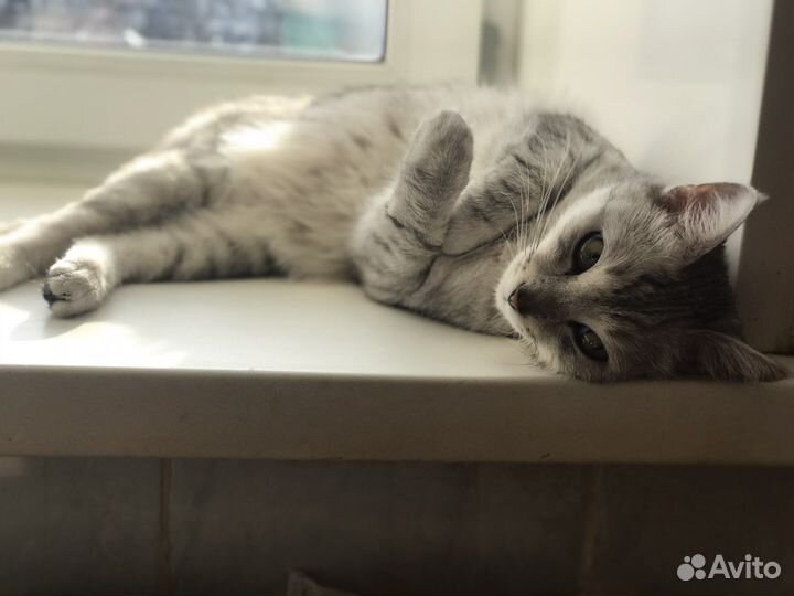 Кошка бесплатно