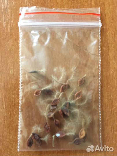 Клематис (ломонос прямостоячий)