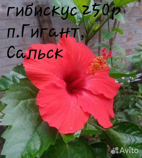Гибискус