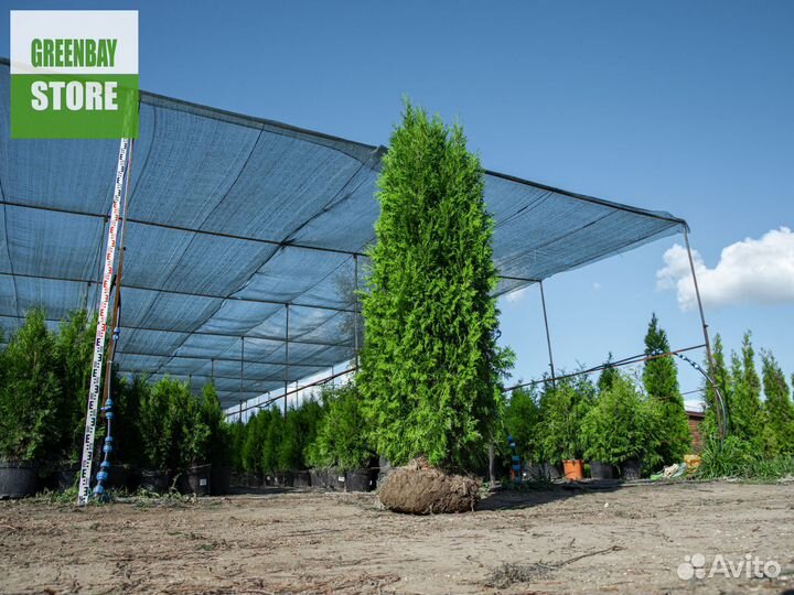 Туя колумна 2 м свежая копка 2023