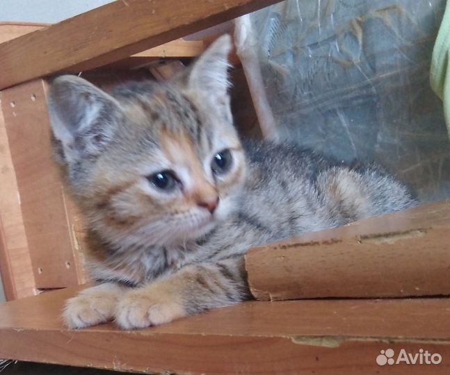 Очаровательное создание в поисках семьи