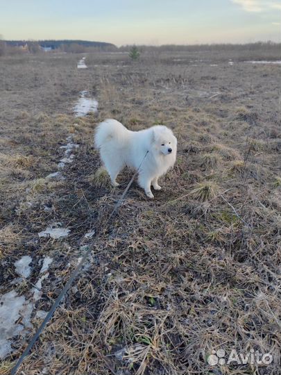 Самоедская лайка