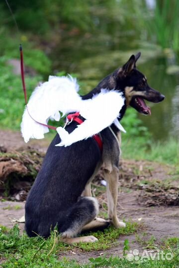 Мечтает о семье