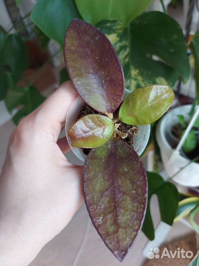 Хойи. Ароидные(монстеры, филы)