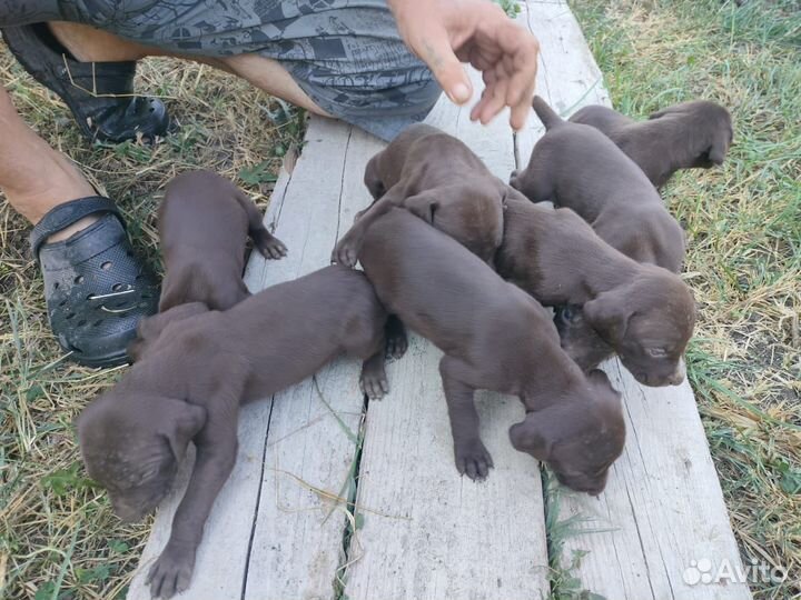 Щенки курцхара