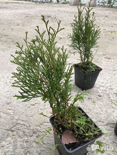 Туя Смарагд горшок Р9