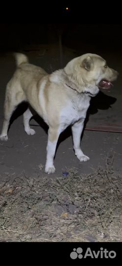 Кавказский волкодав