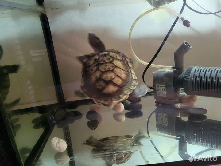 Черепаха с аквариумом