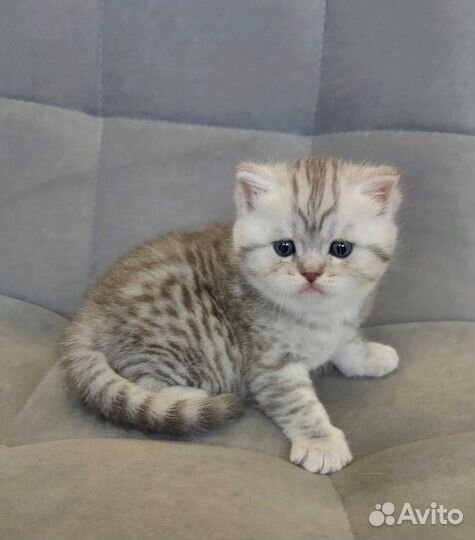Шикарные клубные британские