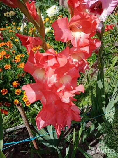 Гладиолусы луковицы (сортовые)