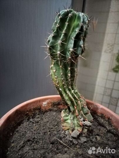 Кактусы отдам