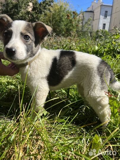 Собака в добрые руки девочка щенок