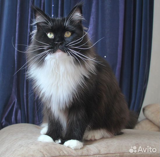 Кошки мейн-кун