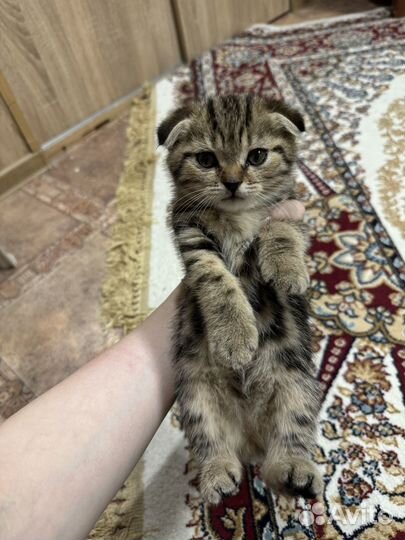 Шотландская