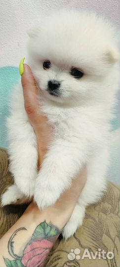 Шпиц девочки