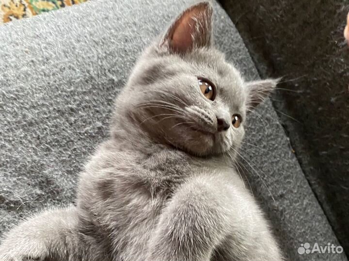 Британские котята